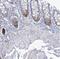 Reticulocalbin 1 antibody, NBP1-83483, Novus Biologicals, Immunohistochemistry paraffin image 