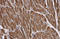Myosin Light Chain 2 antibody, GTX100714, GeneTex, Immunohistochemistry paraffin image 