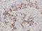 PiggyBac transposable element-derived protein 5 antibody, orb389313, Biorbyt, Immunohistochemistry paraffin image 