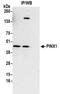 PIN2 (TERF1) Interacting Telomerase Inhibitor 1 antibody, NBP2-32265, Novus Biologicals, Immunoprecipitation image 