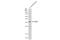 Distal-Less Homeobox 6 antibody, GTX133397, GeneTex, Western Blot image 