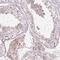 PDZD2 antibody, HPA036503, Atlas Antibodies, Immunohistochemistry frozen image 