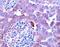 Inhibin Subunit Beta A antibody, PA5-47004, Invitrogen Antibodies, Immunohistochemistry frozen image 