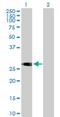 Integral Membrane Protein 2C antibody, H00081618-B01P, Novus Biologicals, Western Blot image 