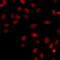 Krueppel-like factor 15 antibody, LS-C668737, Lifespan Biosciences, Immunofluorescence image 