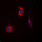 Cyclin G Associated Kinase antibody, LS-C356049, Lifespan Biosciences, Immunofluorescence image 