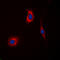 Cyclin G Associated Kinase antibody, LS-C356049, Lifespan Biosciences, Immunofluorescence image 