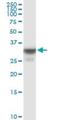 Olfactory Receptor Family 8 Subfamily B Member 8 antibody, H00026493-B01P, Novus Biologicals, Western Blot image 