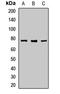 Coactivator Associated Arginine Methyltransferase 1 antibody, orb412082, Biorbyt, Western Blot image 