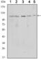 Sirtuin 1 antibody, STJ98380, St John