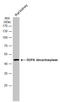 Dopa Decarboxylase antibody, GTX134053, GeneTex, Western Blot image 