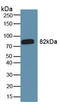 Goat IgG antibody, LS-C372559, Lifespan Biosciences, Western Blot image 