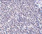 ADP Ribosylation Factor Like GTPase 15 antibody, 5263, ProSci, Immunohistochemistry paraffin image 