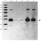 Morphogenetic neuropeptide antibody, 26183, Invitrogen Antibodies, Western Blot image 
