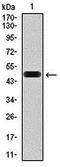 BMX Non-Receptor Tyrosine Kinase antibody, orb235050, Biorbyt, Western Blot image 