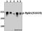 RNA Polymerase II Subunit A antibody, A01029S1619, Boster Biological Technology, Western Blot image 