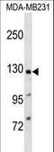 PTPRF Interacting Protein Alpha 1 antibody, LS-C158702, Lifespan Biosciences, Western Blot image 