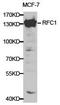 Replication Factor C Subunit 1 antibody, PA5-37388, Invitrogen Antibodies, Western Blot image 