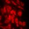 HtrA Serine Peptidase 2 antibody, abx225224, Abbexa, Western Blot image 