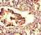 Zinc Finger Protein 77 antibody, LS-C395041, Lifespan Biosciences, Immunohistochemistry paraffin image 