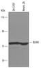 Bleomycin Hydrolase antibody, AF6200, R&D Systems, Western Blot image 