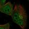 Nudix Hydrolase 18 antibody, NBP1-83602, Novus Biologicals, Immunofluorescence image 