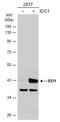 Indoleamine 2,3-Dioxygenase 1 antibody, GTX113753, GeneTex, Western Blot image 