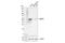 Serine Hydroxymethyltransferase 2 antibody, 33443S, Cell Signaling Technology, Western Blot image 