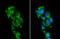 Monoamine Oxidase B antibody, GTX105970, GeneTex, Immunocytochemistry image 