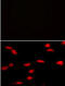 Lysine Methyltransferase 5A antibody, abx025168, Abbexa, Immunofluorescence image 