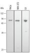 Heat Shock Protein Family A (Hsp70) Member 8 antibody, AF4148, R&D Systems, Western Blot image 
