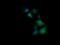 Tripartite Motif Containing 38 antibody, NBP2-46215, Novus Biologicals, Immunofluorescence image 