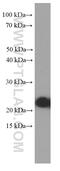 RAB5A, Member RAS Oncogene Family antibody, 66339-1-Ig, Proteintech Group, Western Blot image 