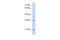 Transcription Factor 15 antibody, A10991, Boster Biological Technology, Western Blot image 