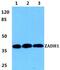 Prostaglandin Reductase 2 antibody, PA5-37089, Invitrogen Antibodies, Western Blot image 