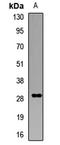 Golgi SNAP Receptor Complex Member 1 antibody, LS-C668309, Lifespan Biosciences, Western Blot image 