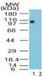 Lysine Demethylase 1A antibody, PA1-41697, Invitrogen Antibodies, Western Blot image 