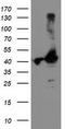 TBC1 Domain Family Member 21 antibody, LS-C173371, Lifespan Biosciences, Western Blot image 