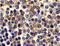 TNF Receptor Superfamily Member 17 antibody, NBP1-76774, Novus Biologicals, Immunohistochemistry frozen image 