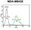 Zinc Finger Protein 98 antibody, abx025763, Abbexa, Western Blot image 