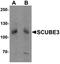 Signal Peptide, CUB Domain And EGF Like Domain Containing 3 antibody, orb75834, Biorbyt, Western Blot image 