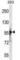 RNA Binding Motif Protein 10 antibody, abx028559, Abbexa, Western Blot image 