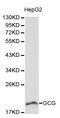 Glucagon antibody, LS-C192262, Lifespan Biosciences, Western Blot image 