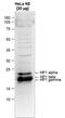 Chromobox 5 antibody, PA5-40091, Invitrogen Antibodies, Western Blot image 