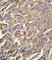Aldehyde Dehydrogenase 3 Family Member A1 antibody, abx033716, Abbexa, Western Blot image 