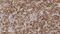 POU Class 5 Homeobox 1 antibody, GTX01931, GeneTex, Immunohistochemistry paraffin image 