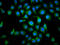 TATA-Box Binding Protein Associated Factor 4b antibody, LS-C681498, Lifespan Biosciences, Immunofluorescence image 