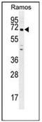 PARN Like, Ribonuclease Domain Containing 1 antibody, AP53365PU-N, Origene, Western Blot image 