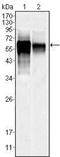 Mitogen-activated protein kinase 10 antibody, NBP1-51544, Novus Biologicals, Western Blot image 