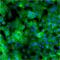 Solute Carrier Family 2 Member 1 antibody, PA1-1063, Invitrogen Antibodies, Immunofluorescence image 